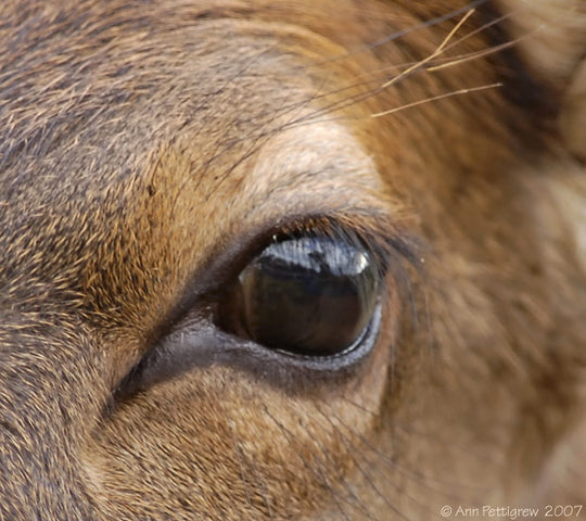 The Eyes of our Prey